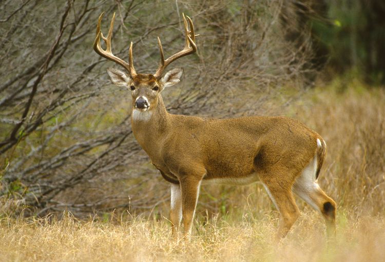 White-tailed deer.